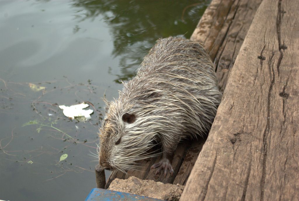 Nutria_01.jpg