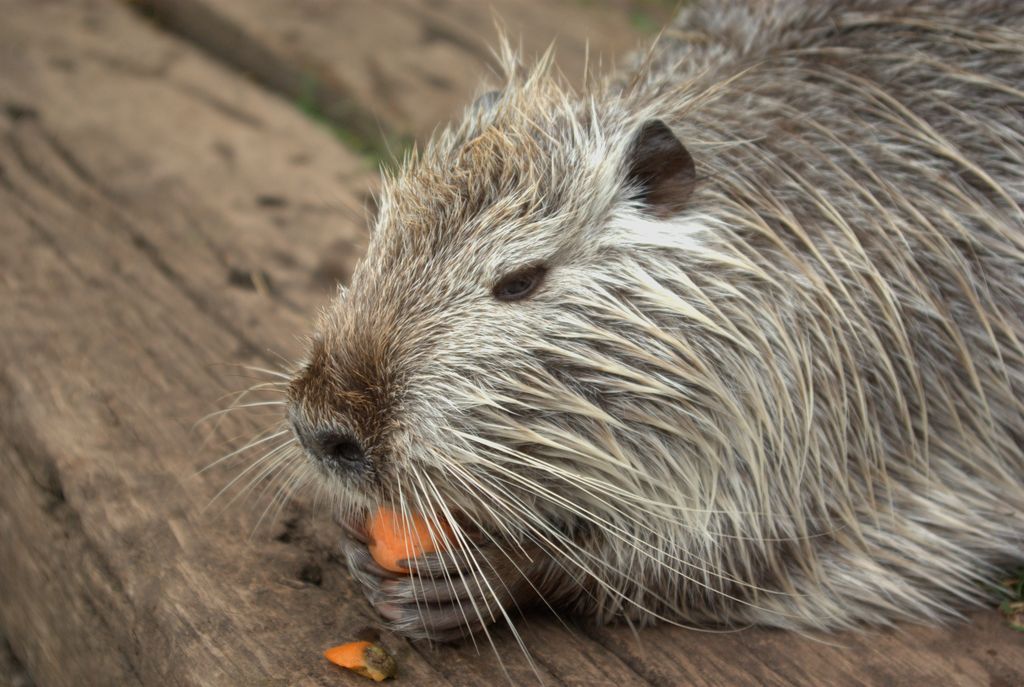 Nutria_03.jpg