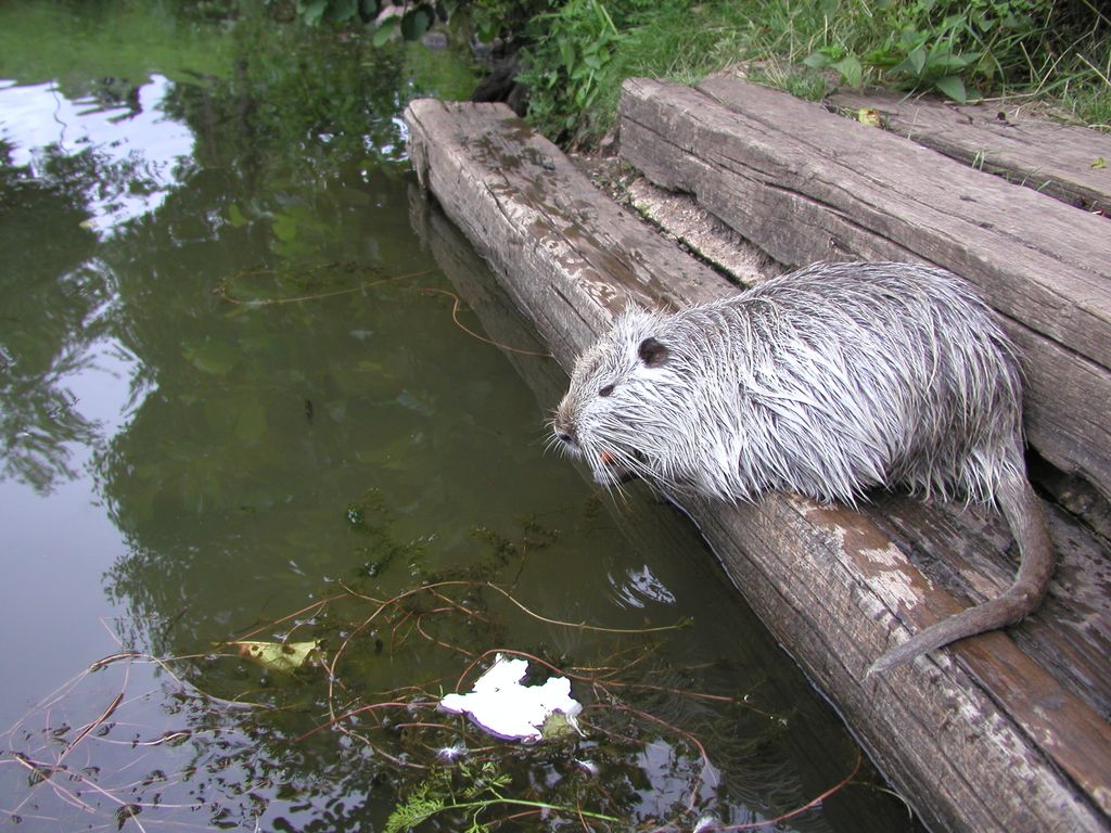 Nutria_08.jpg