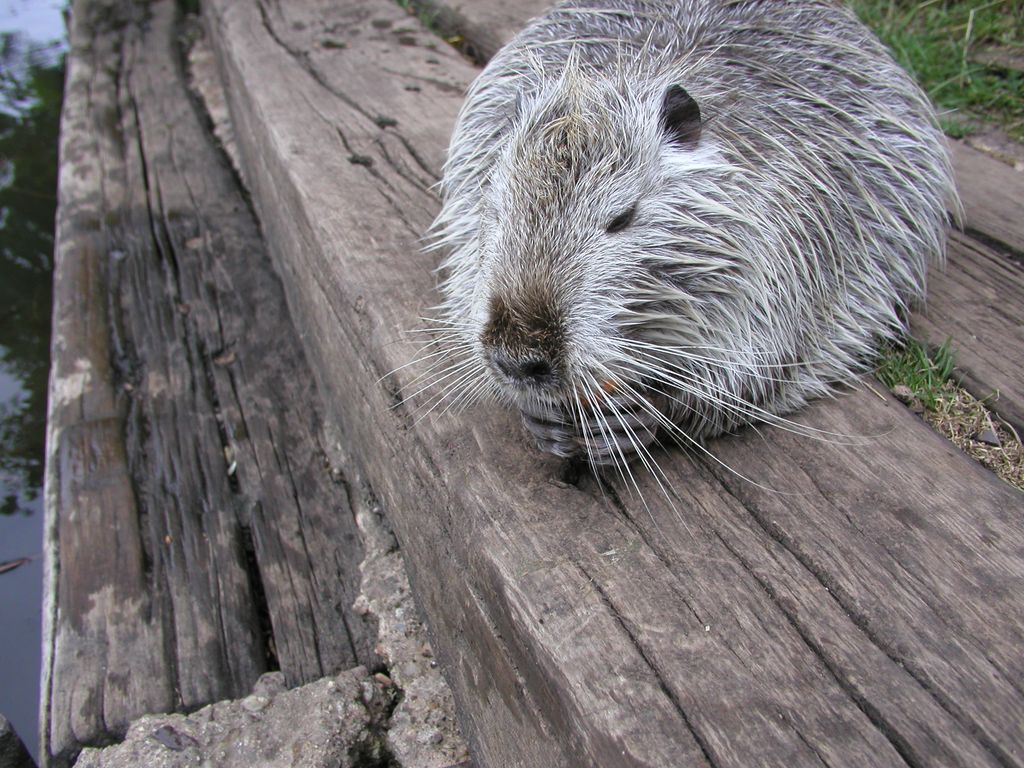 Nutria_09.jpg