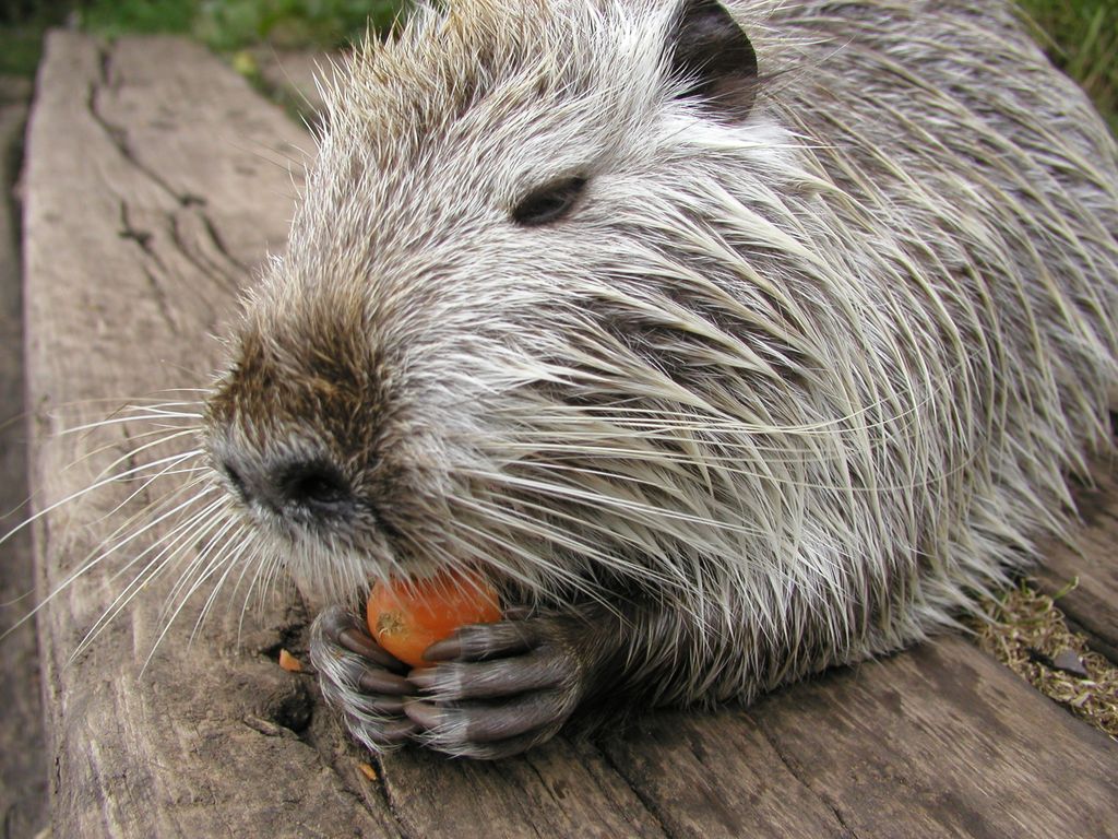 Nutria_11.jpg