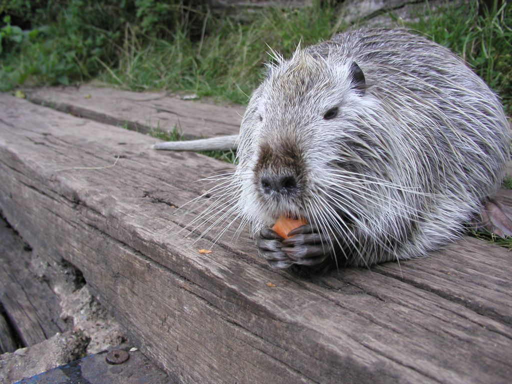 Nutria_12.jpg